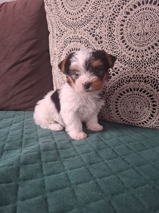 Yorkshire terrier biewer