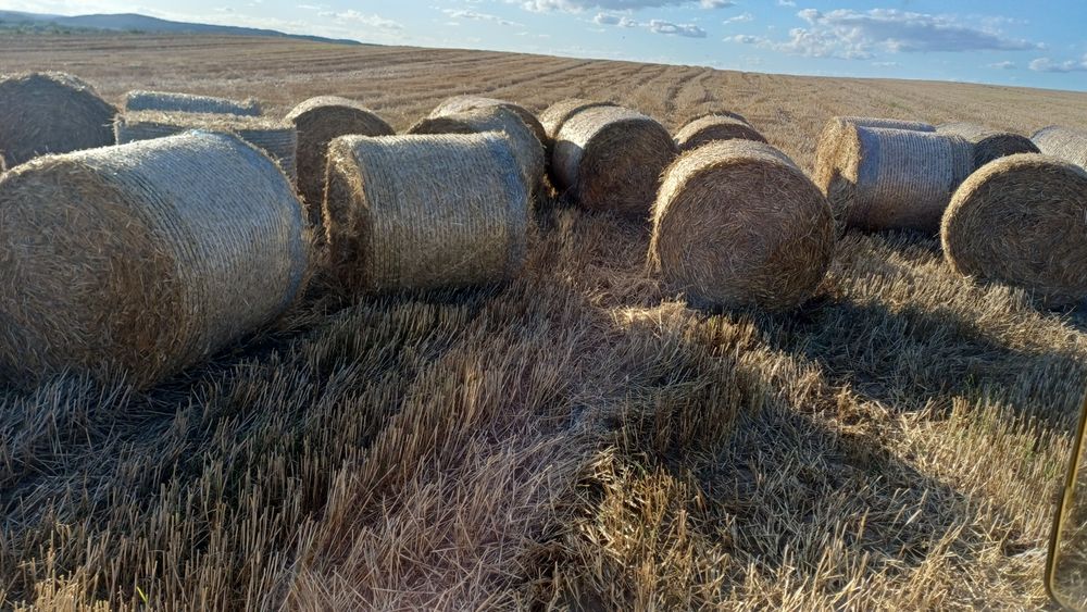 Baloty -słoma 130 /140