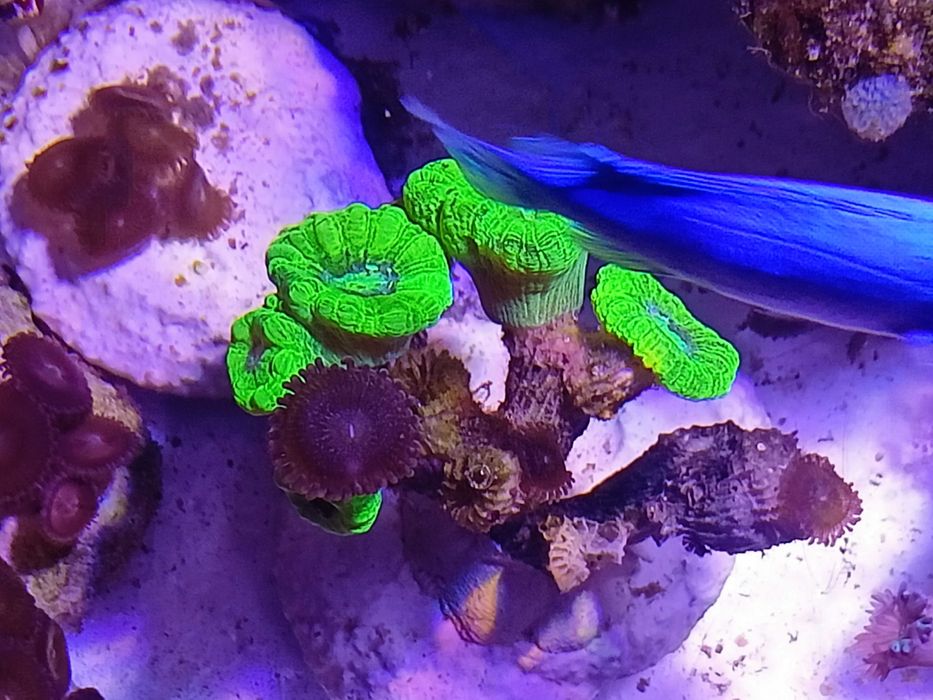 Koralowce LPS Caulastrea fluo, morskie