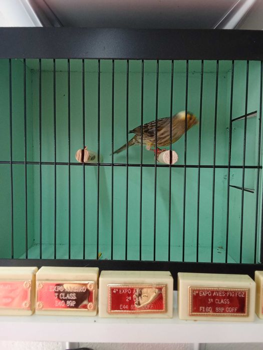 Canarios Lizard para ceder