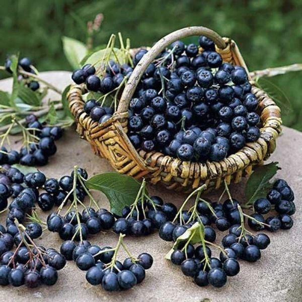 Aronia Galicjanka czarna sadzonka w doniczce