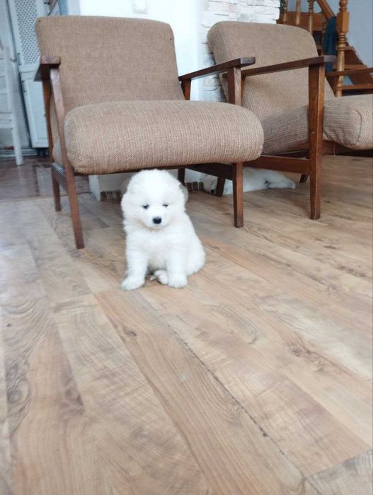 Київщина цуценя самоїд 1 місяць.