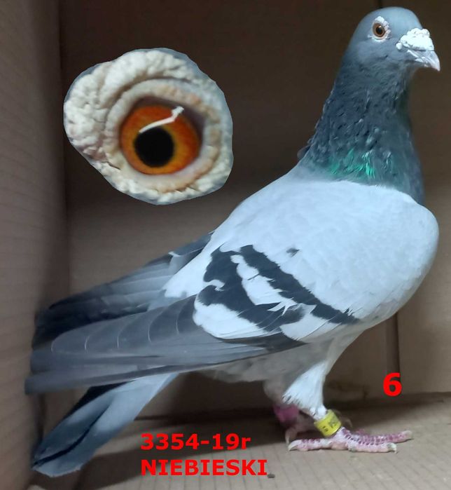 Gołębie pocztowe