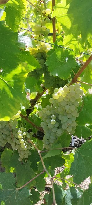Uvas para vinho verde -Amarante
