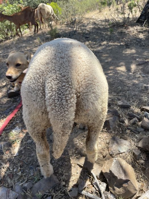 Vendo borrego  Charollais