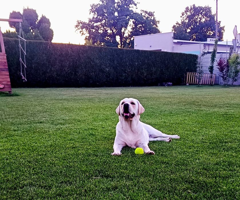 Labrador retriever biszkoptowy szczeniak  GOTOWY DO ODBIORU