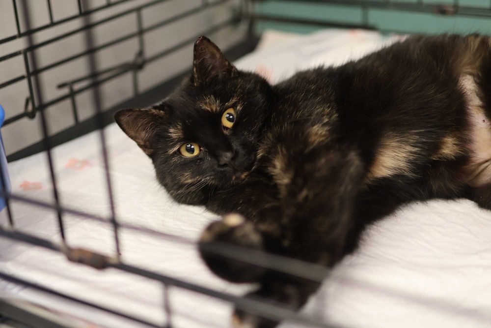 Ośmiomiesięczna, przemiziasta koteczka