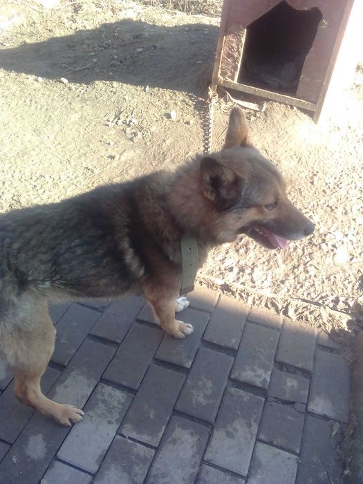 Віддам собаку в добрі руки