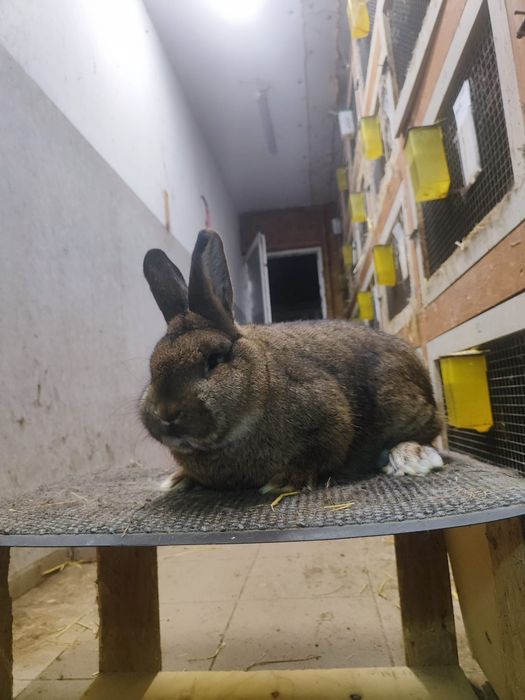 Królik Wiedeński Szary