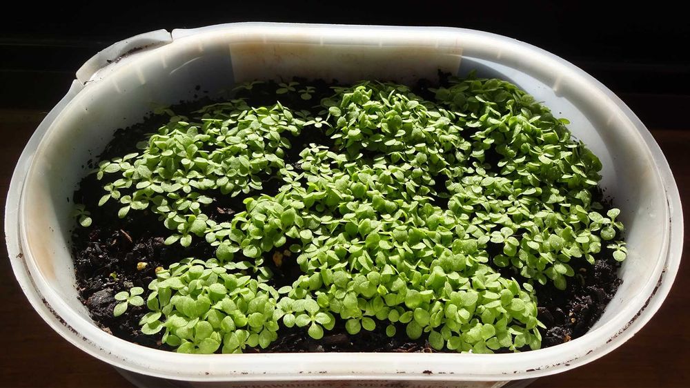 1000 Sementes Tabaco Virginia Gold Biológico Orgânico Natural Planta