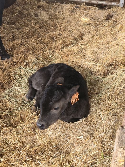 Wagyu Puros – vitelos reprodutores