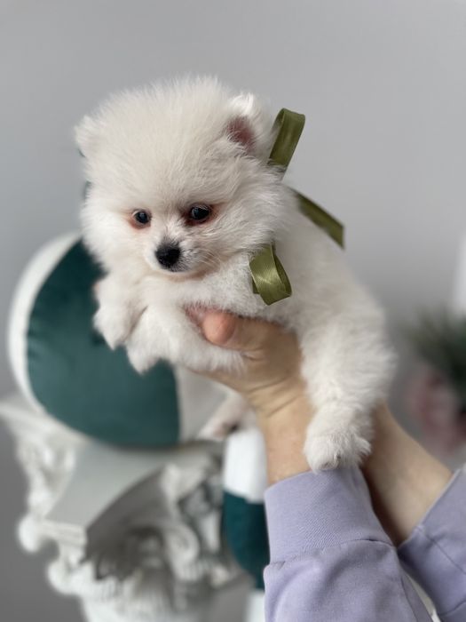 Померанські шпіци — 3 пухнастих друзів шукають новий дім