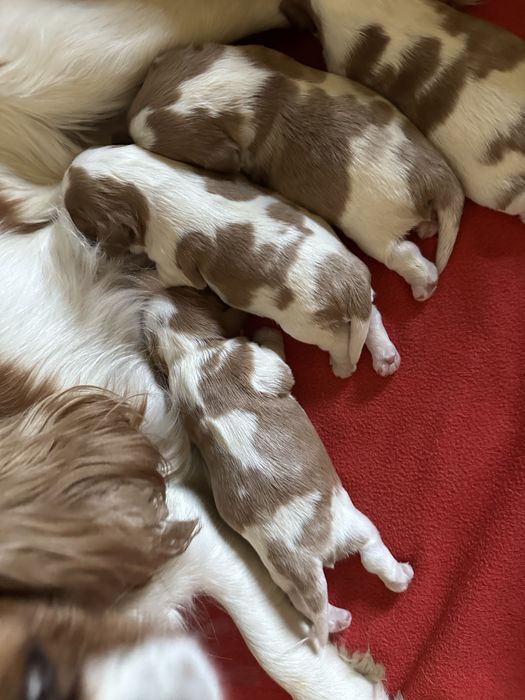 Cavalier King Charles spaniel rezerwacja