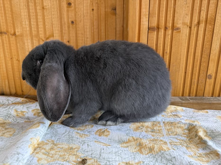 Samica baran francuski niebieski rodowód