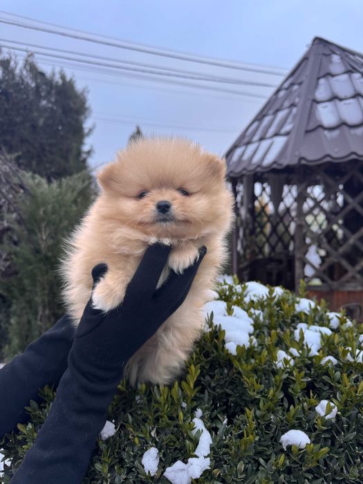 Шикарні цуцики Шпіца