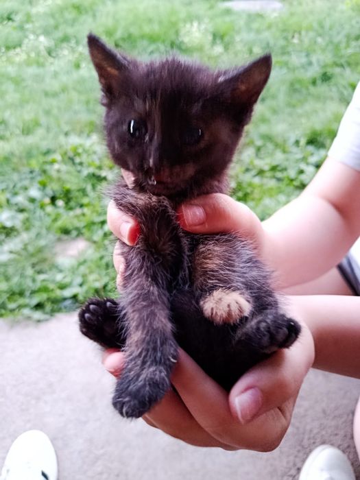 Котенята шукають домівку