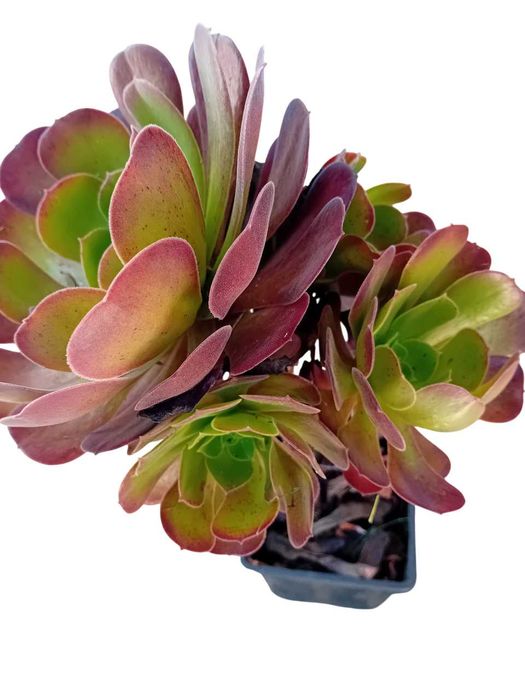 Aeonium arboreum atropurpureum roxo / verde