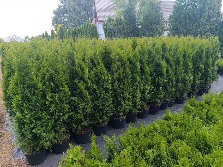 Tuja Thuja szmaragd 140-150cm Transport do klienta