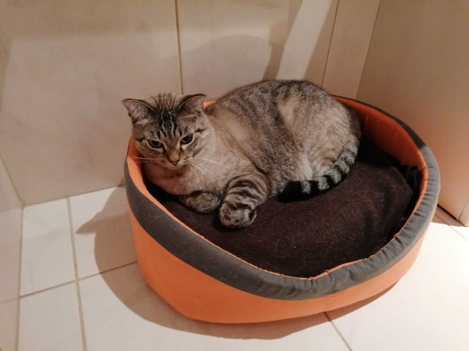 CASTRADO | Gato com as vacinas em dia disponível para adoção responsável