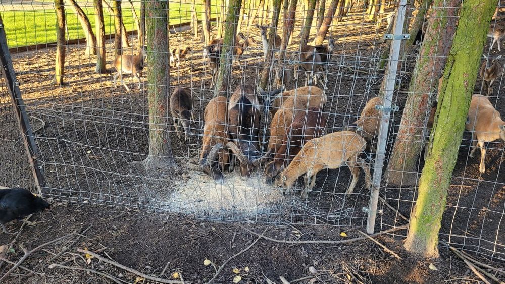 Sprzedam Daniele i muflony. Daniel muflon