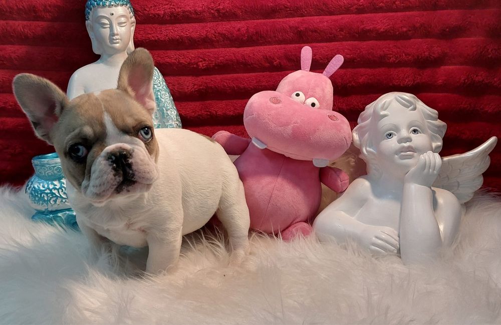 Bulldog frances fawn pied