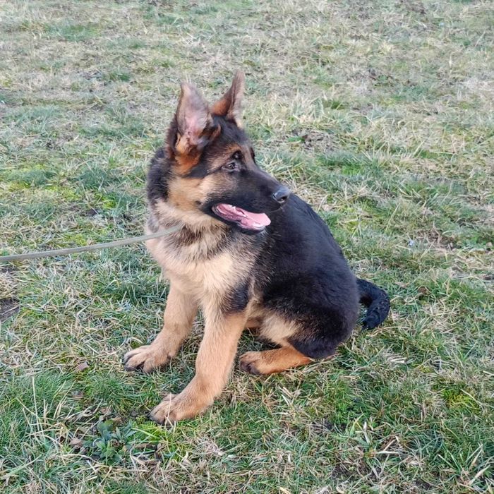 Owczarek Niemiecki FCI