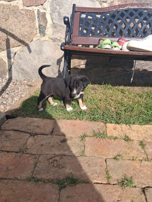 Pieski do adopcji mieszanka collie z labradorem  for free