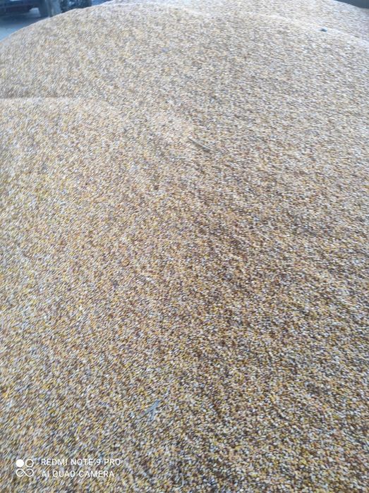 Продам кукурудзу