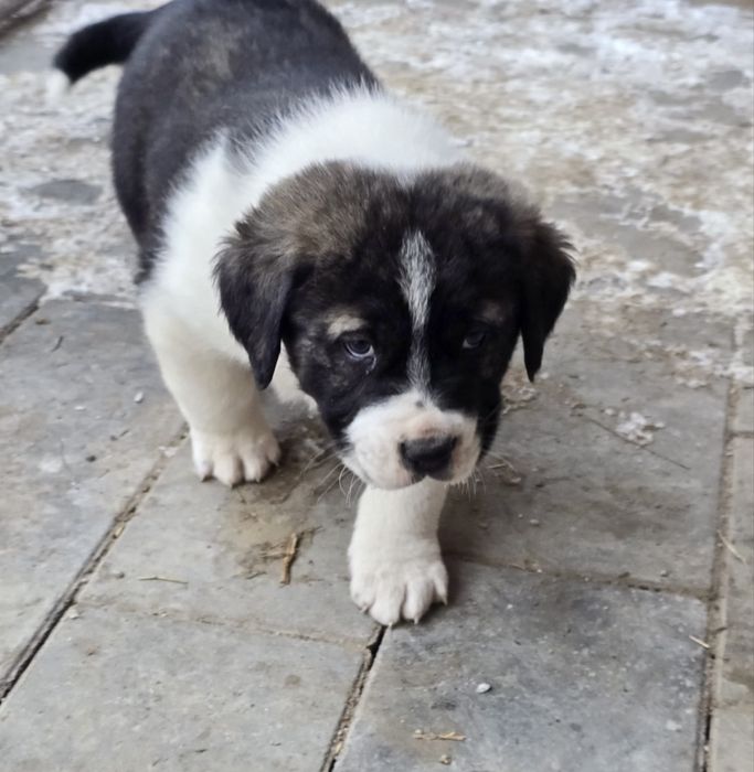 Owczarek środkowowazjatcki