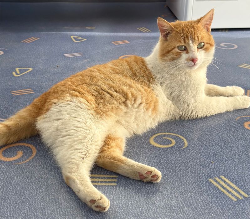 Котик шукає родину