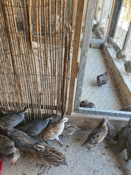 Codorniz da Califórnia e da Virginia