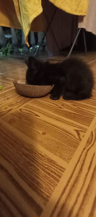 DOAÇÃO de duas gatinhas