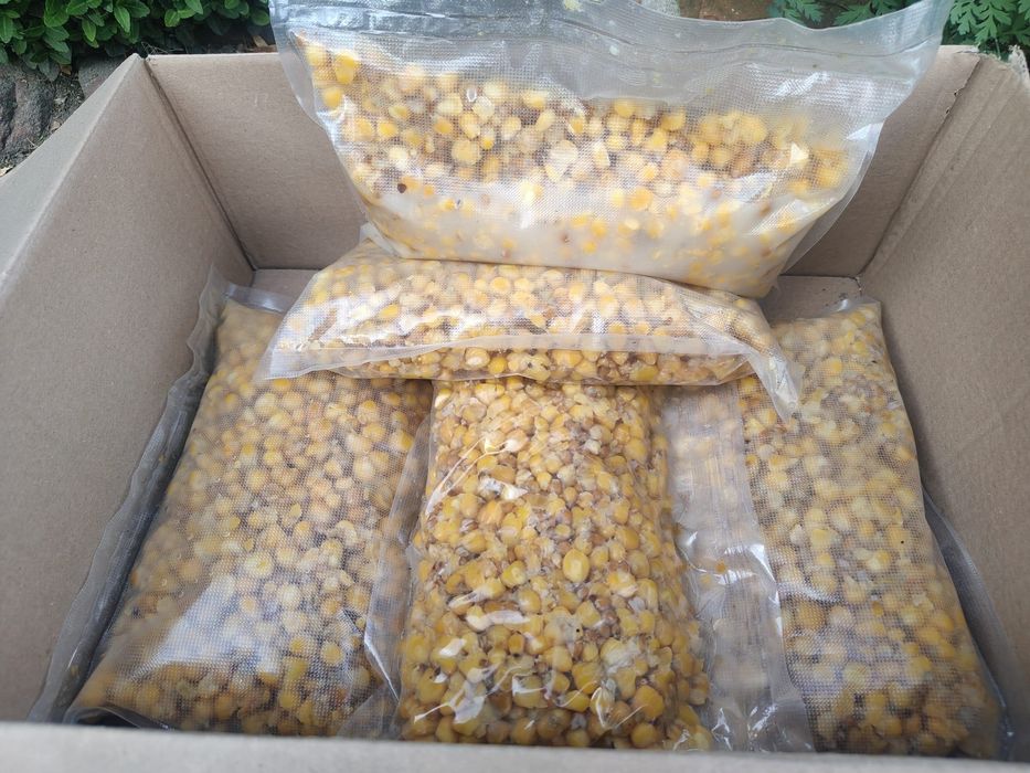 Kukurydza gotowana/fermentowana 20 kg