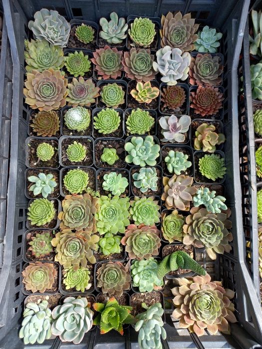 Suculentas "mini"
