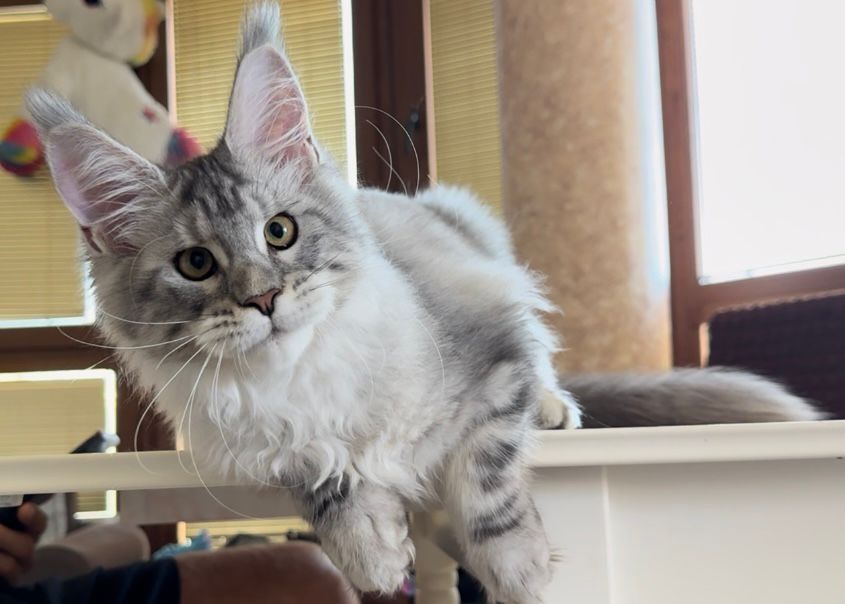 Котёнок мейнкун WCF