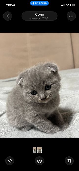 Шотландські  котики