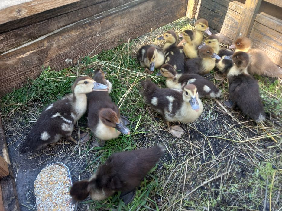 Індокаченята, шипуни, мускусні каченята