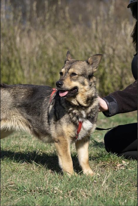 Łajka - urocza malutka sunia do adopcji