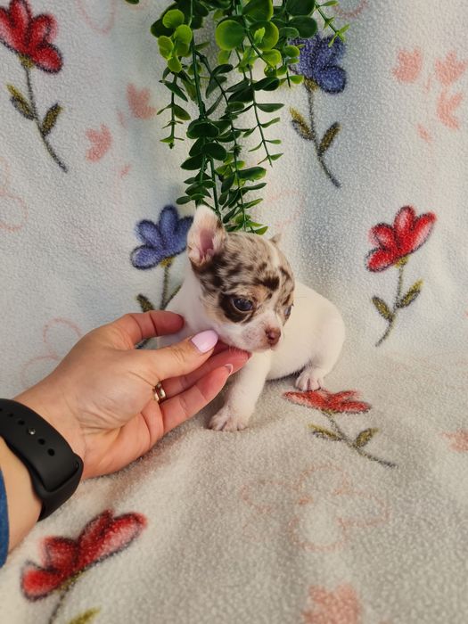 Excecional mini menino Chihuahua.Chiuaua,Qualdd linhagemRussa