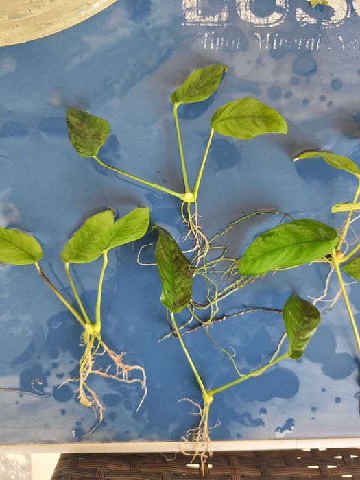 Plantas de Aquário | Anúbias Barteri var. Nana