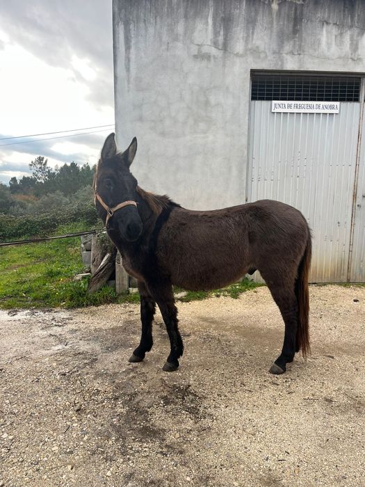 Macho, castrado oito anos