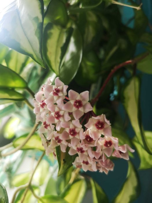Hoya carnosa  exotica