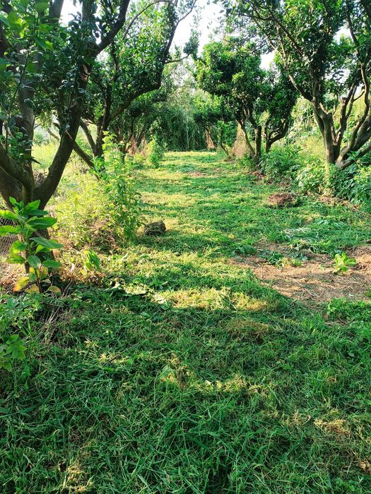 Ovos caseiros de pastagem