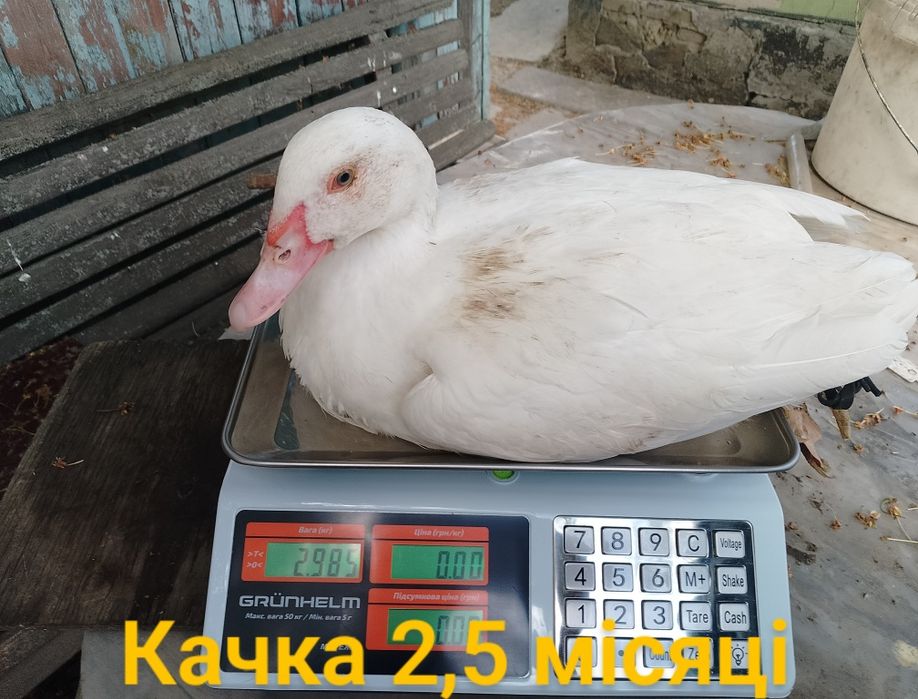 Інкубаційне яйце мускусної качки німецької лінії