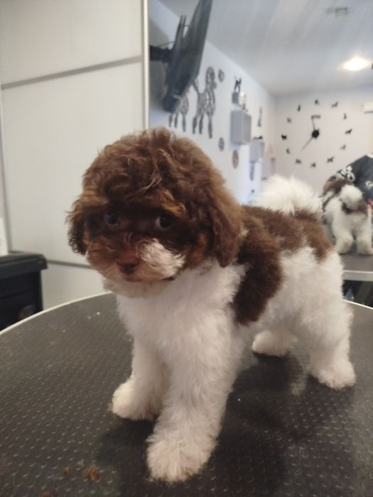 Pudel toy wielobarwny biało brązowy