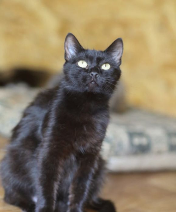 Киара кошечка милая девочка, очень ласковая и уютная киса