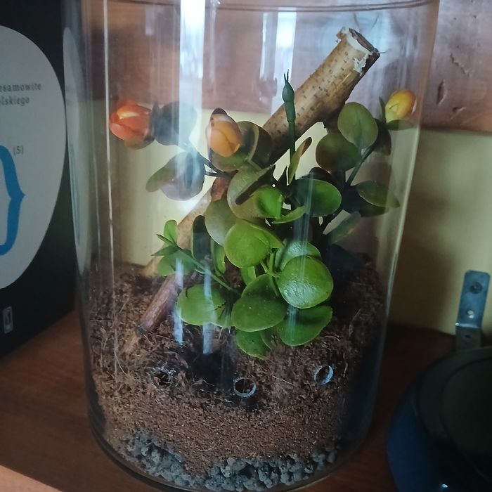Terrarium dla modliszki, straszyków, patyczaków