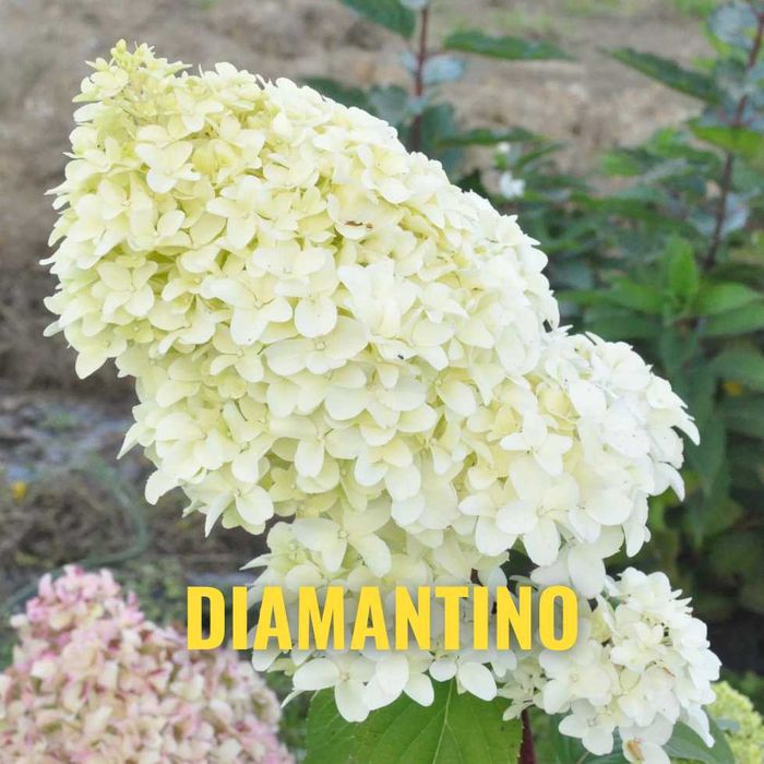 Hortensja 30-50 cm promocja z dostawą gratis