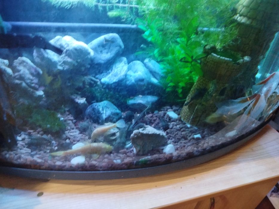 Рибки Анцитруси.