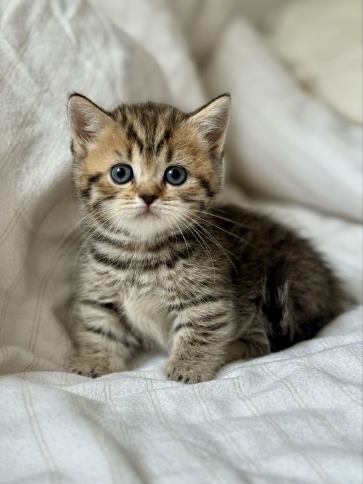 Дівчинка манчкін